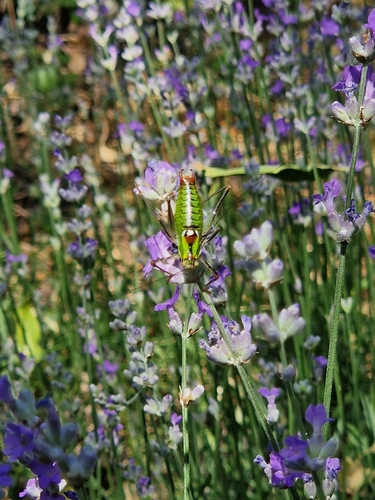 Bellied Bright Bush-cricket