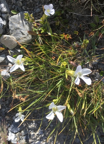 Fringe-flowered Gentian (Gentianopsis ciliata)