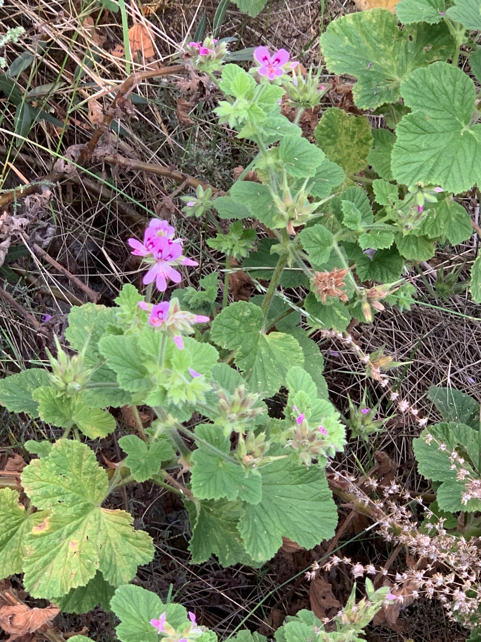Pelargonium vitifolium