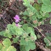 Grapeleaf Geranium - Photo (c) Dave Richardson, some rights reserved (CC BY-NC), uploaded by Dave Richardson