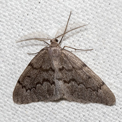 Nepytia pellucidaria