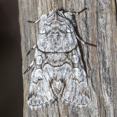 Sympistis chionanthi