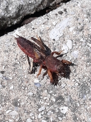 Neocurtilla hexadactyla