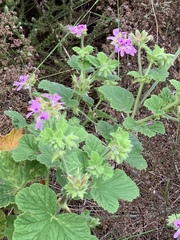 Pelargonium vitifolium
