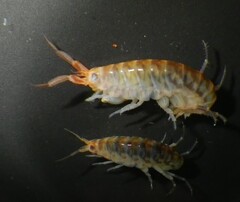 タイヘイヨウヒメハマトビムシ
