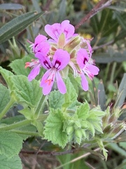 Pelargonium vitifolium