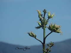 Agave cocui