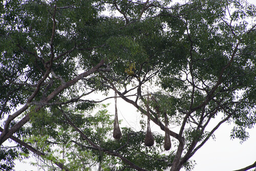 Green Oropendola (Psarocolius viridis), photo 5
