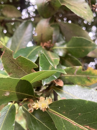 Another photo of Bay Laurel