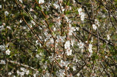 Prunus