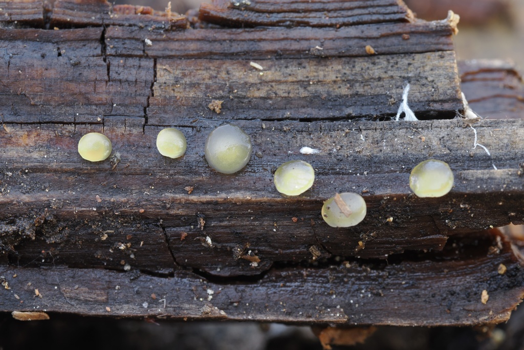 Dacrymyces sp. 'CA13'