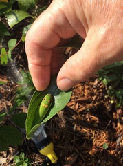 Papilio troilus troilus