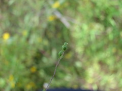 Kellochloa verrucosa