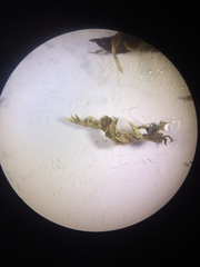 Homalothecium aureum