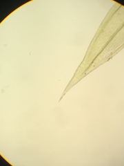 Homalothecium aureum