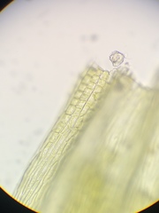 Homalothecium aureum