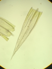 Homalothecium aureum