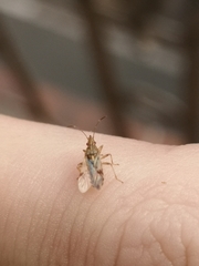 Belonochilus numenius