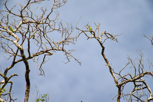 Golden-winged Parakeet (Brotogeris chrysoptera)
