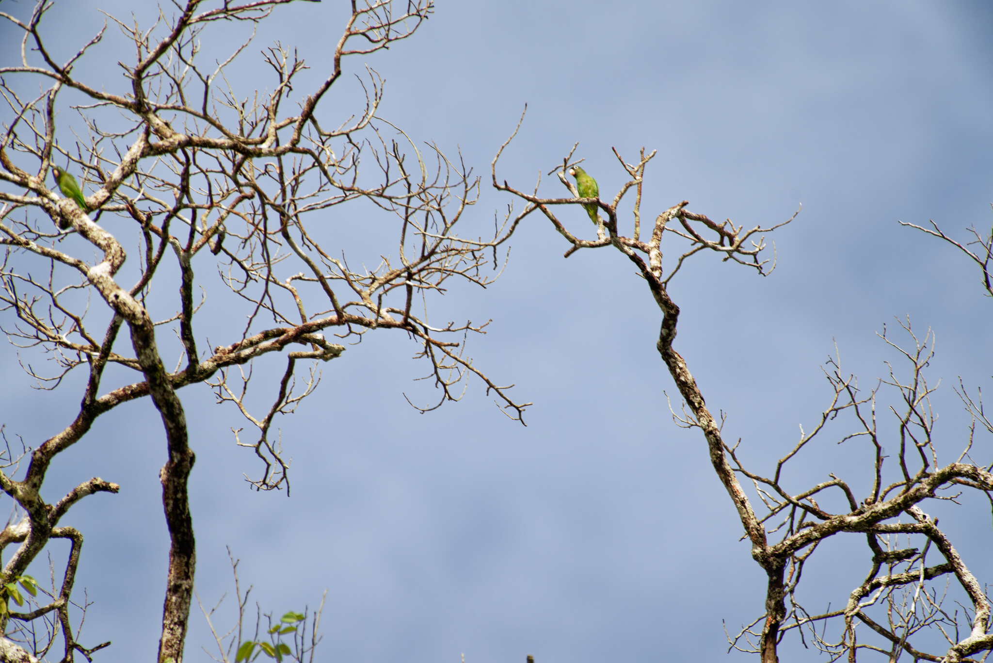 Golden-winged Parakeet (Brotogeris chrysoptera), photo 1