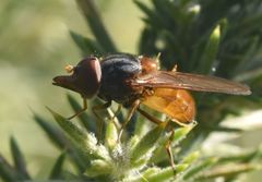 Rhingia rostrata