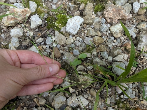 Poa chapmaniana iNat (2)