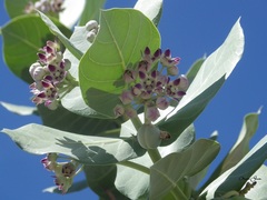 Calotropis procera