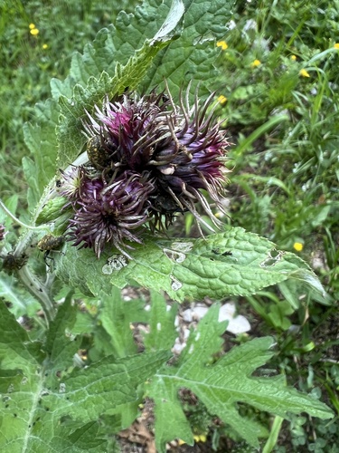 Carduus personata (Carduus personata)