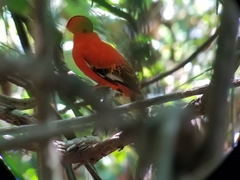 Rupicola rupicola