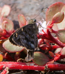 Thorybes dorantes galapagensis