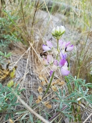 Lupinus variicolor
