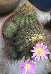 Acanthocalycium spiniflorum