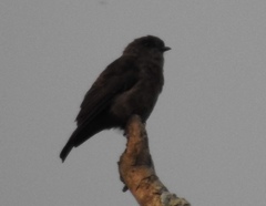 Bradornis fuliginosus