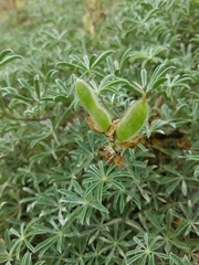 Lupinus variicolor