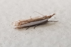 Crambus quinquareatus