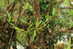 Maxillaria aggregata