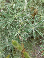 Lupinus variicolor
