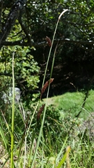 Carex barbarae