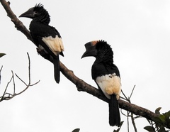 Bycanistes subcylindricus