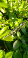 Acanthagrion floridense