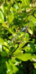 Acanthagrion floridense