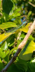 Acanthagrion floridense