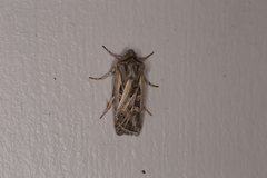 Euxoa flavidens