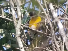 Euphonia minuta
