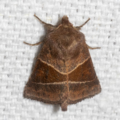 Lemmeria digitalis