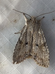 Lithophane patefacta