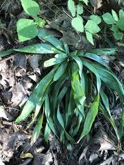 Careyanae