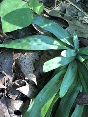 Careyanae