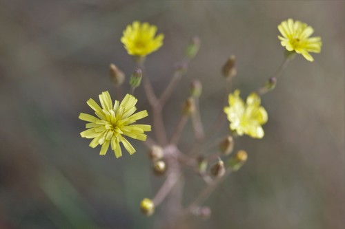 Hieracium gronovii image