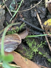 Webbhelix multilineata